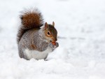 Orava