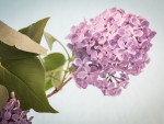 lilac-1392723_1920
